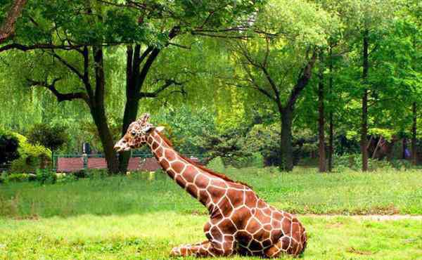 上海動(dòng)物園地址 2020上海動(dòng)物園門票地址交通及景區(qū)介紹