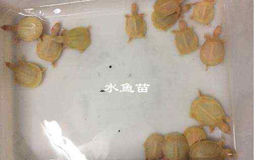 甲魚苗價格 甲魚苗多少錢一只 水魚苗怎么養(yǎng)