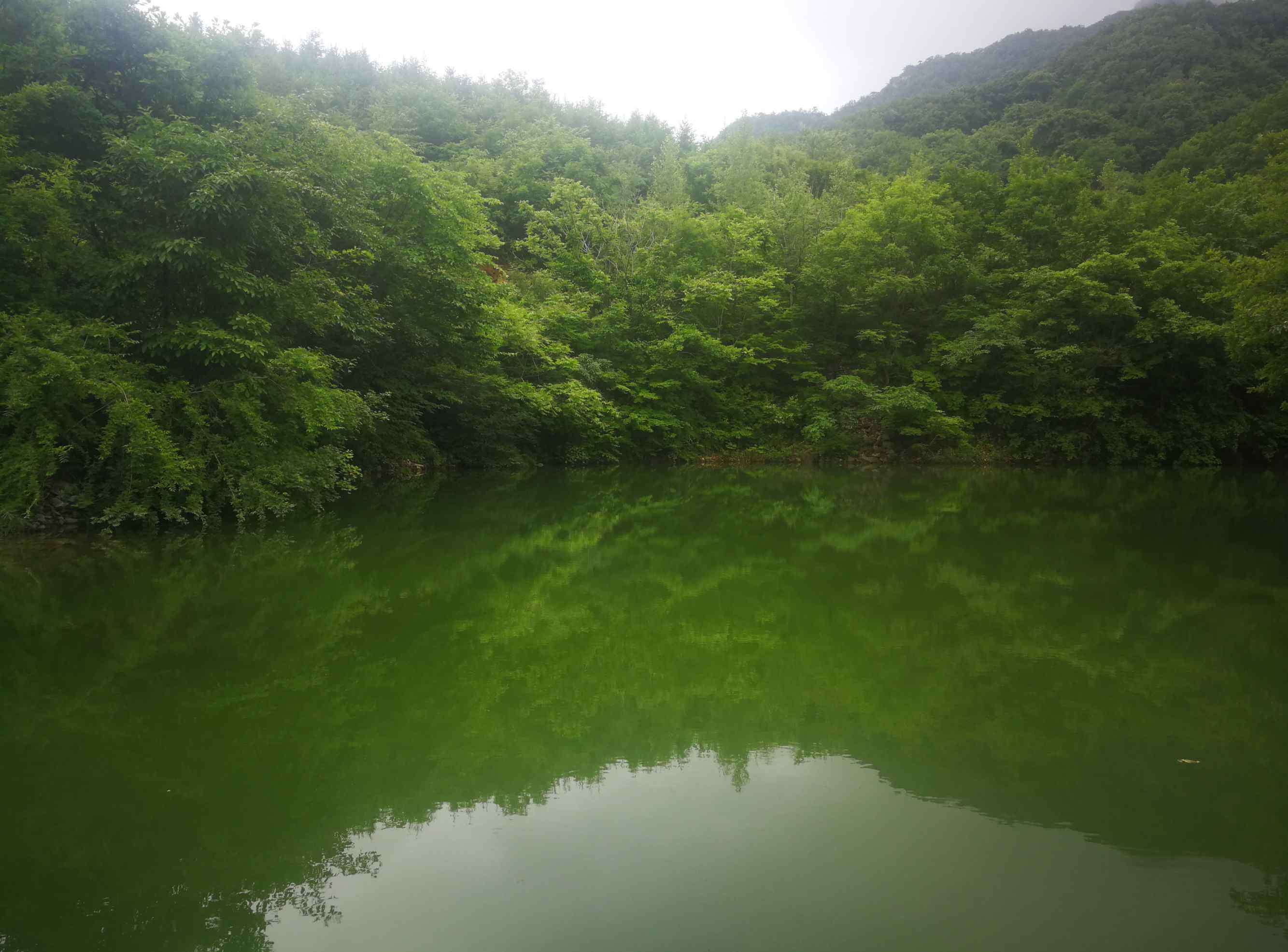 展枝唐松草 2019.6.13.暴馬川植物印象