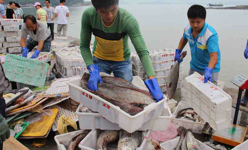 金鯧魚(yú)多少錢(qián)一斤 金鯧魚(yú)多少錢(qián)一斤 金鯧魚(yú)有哪些營(yíng)養(yǎng)價(jià)值