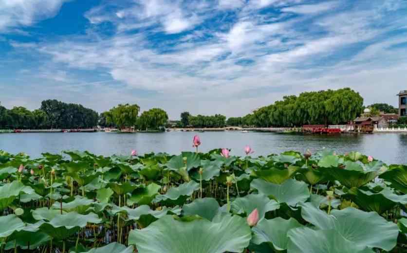 北京荷花什么時候開 2019北京荷花幾月開+地址+開放時間+門票