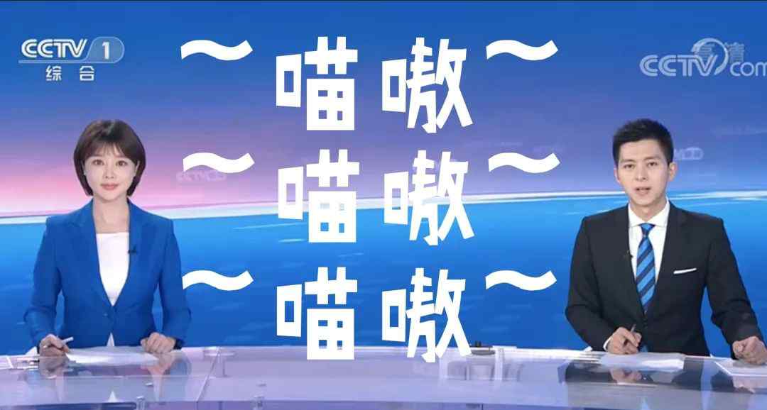 新聞貓叫 嚴(yán)肅新聞中頻繁出現(xiàn)貓叫？央視爸爸：快來(lái)人領(lǐng)養(yǎng)！