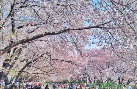 上海顧村公園櫻花節(jié) 上海顧村公園櫻花節(jié)2019時間+票價+花期+活動內(nèi)容