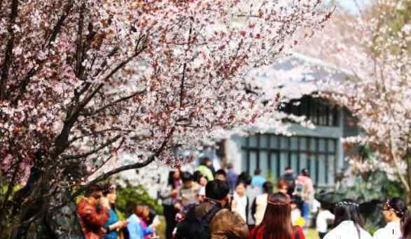 上海顧村公園櫻花節(jié) 上海顧村公園櫻花節(jié)2019時間+票價+花期+活動內(nèi)容