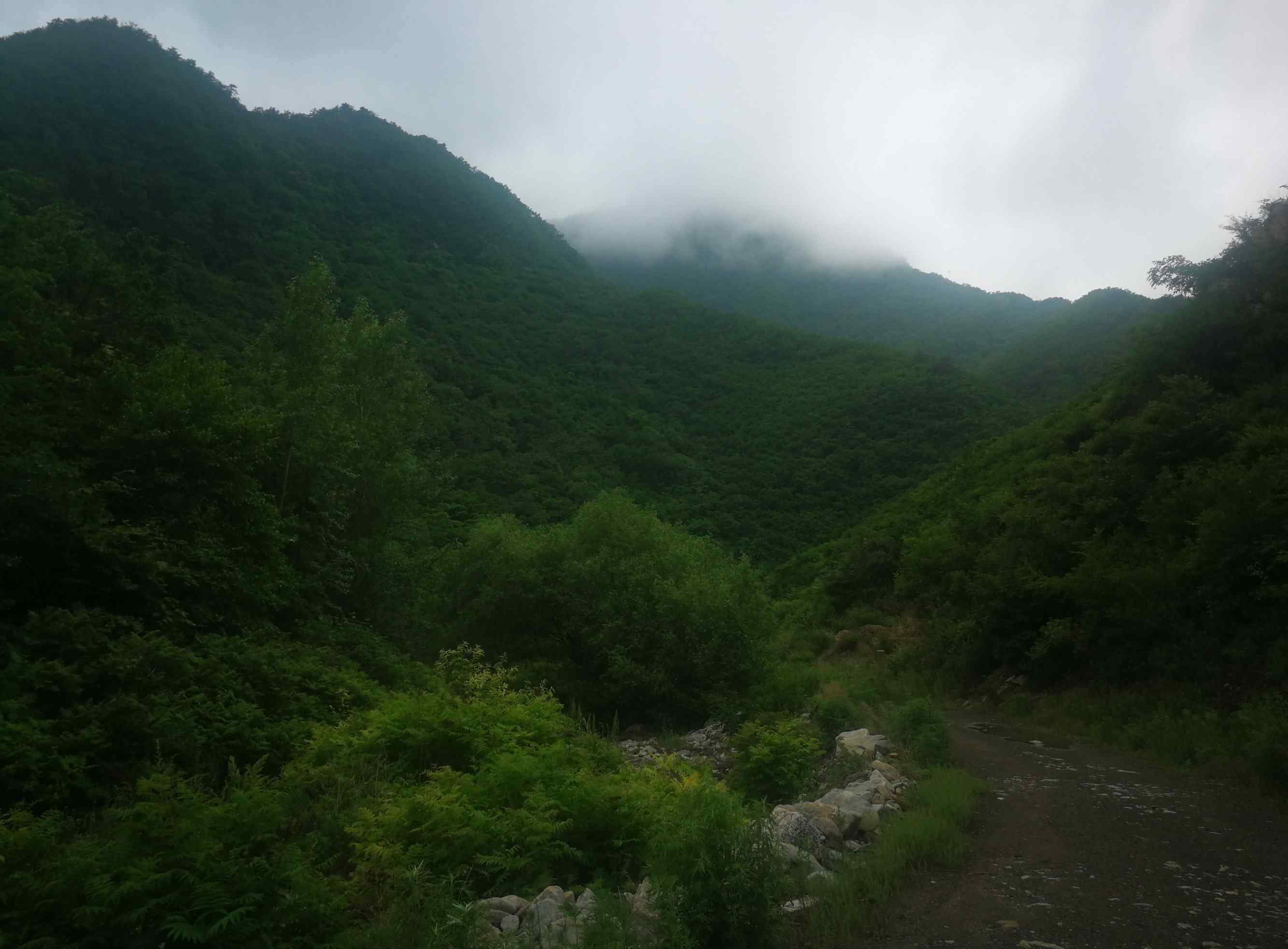 展枝唐松草 2019.6.13.暴馬川植物印象