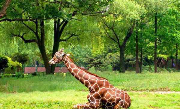 上海動物園地址 2020上海動物園門票地址交通及景區(qū)介紹