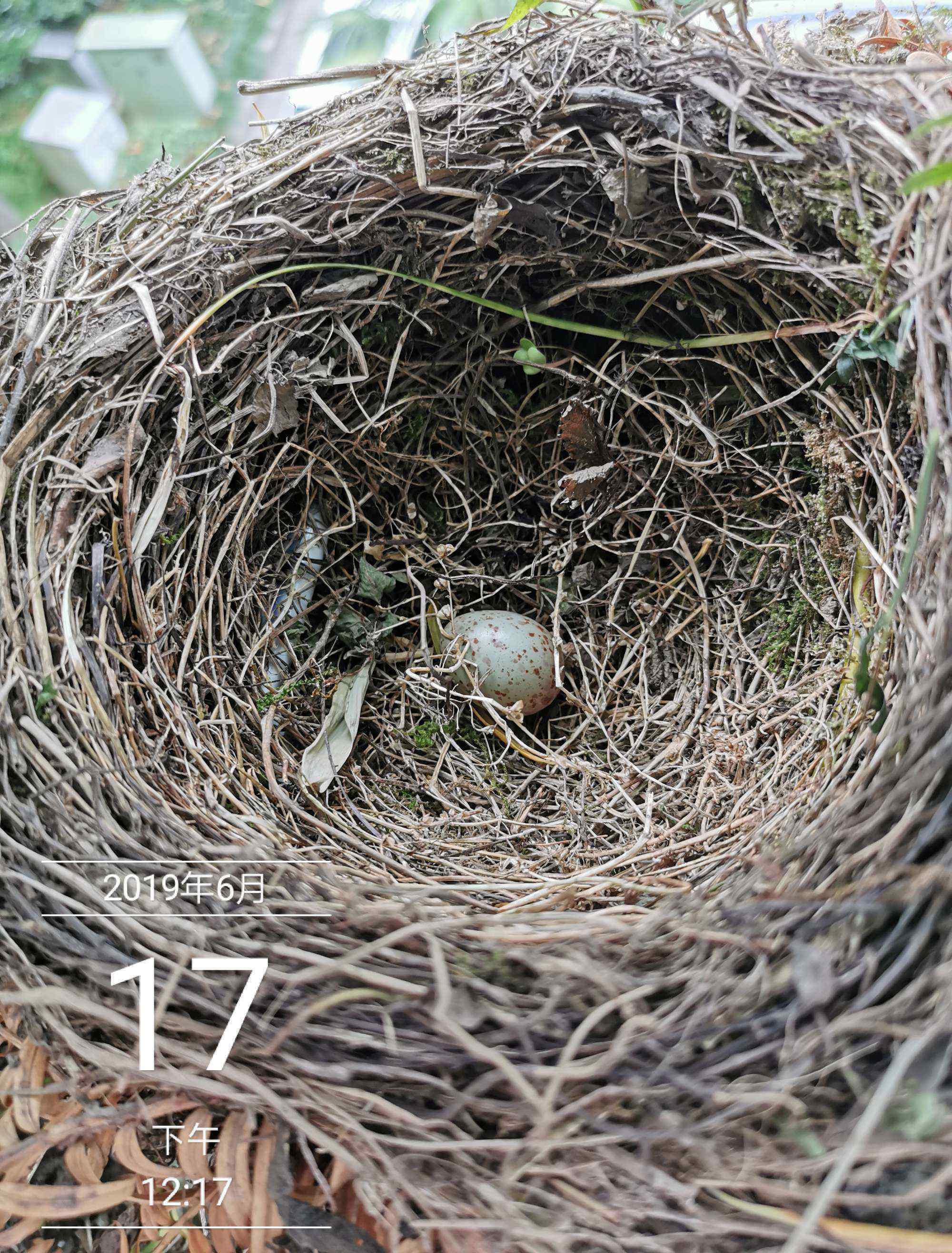 烏鶇鳥 陽臺(tái)上的新住戶——烏鶇鳥