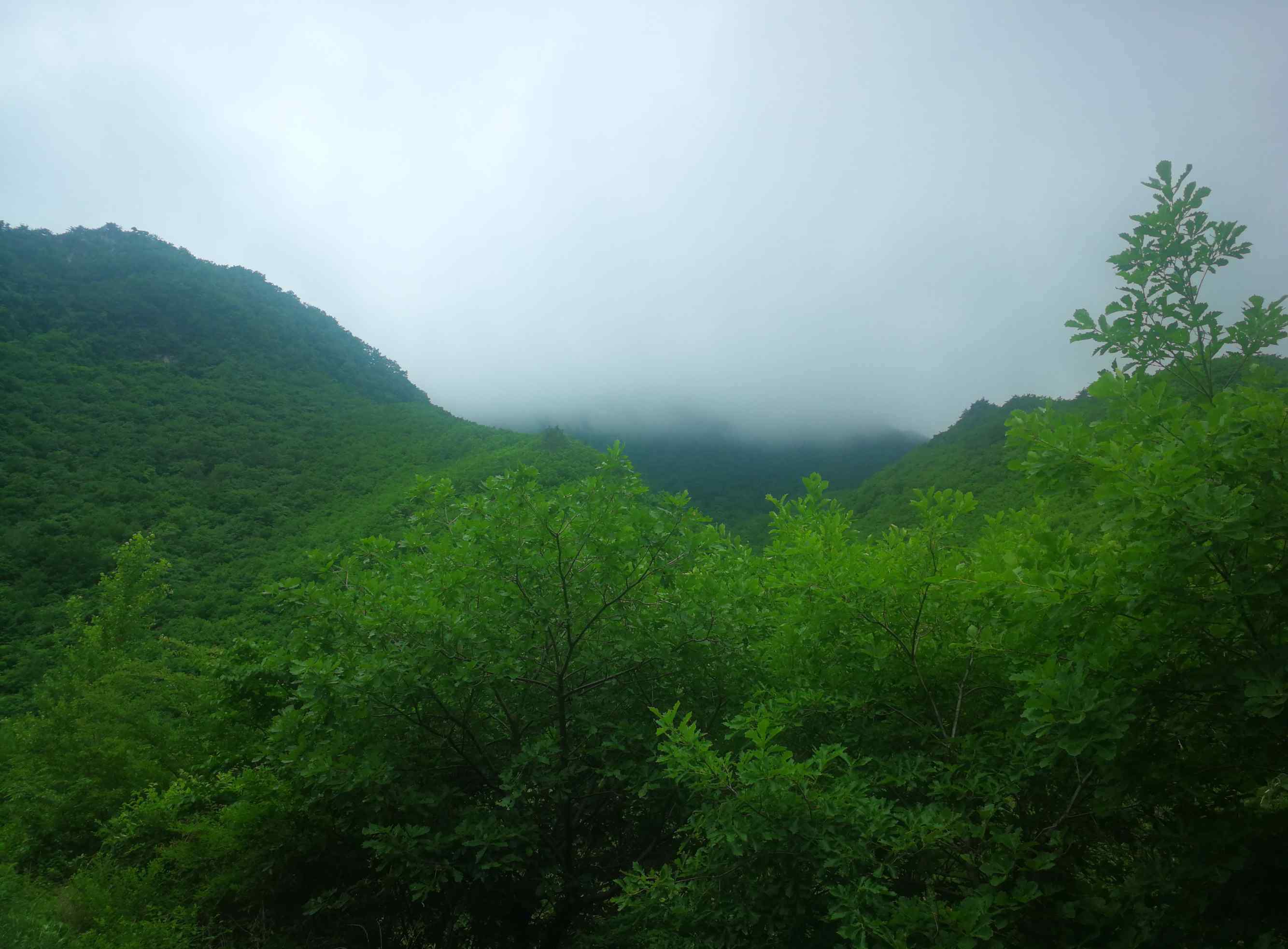 展枝唐松草 2019.6.13.暴馬川植物印象