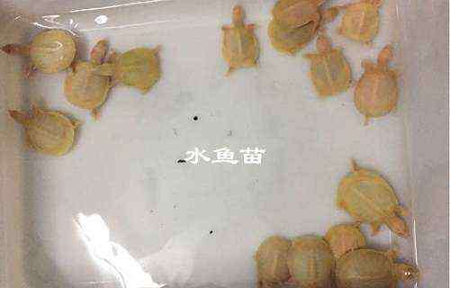 甲魚(yú)苗價(jià)格 甲魚(yú)苗多少錢(qián)一只 水魚(yú)苗怎么養(yǎng)