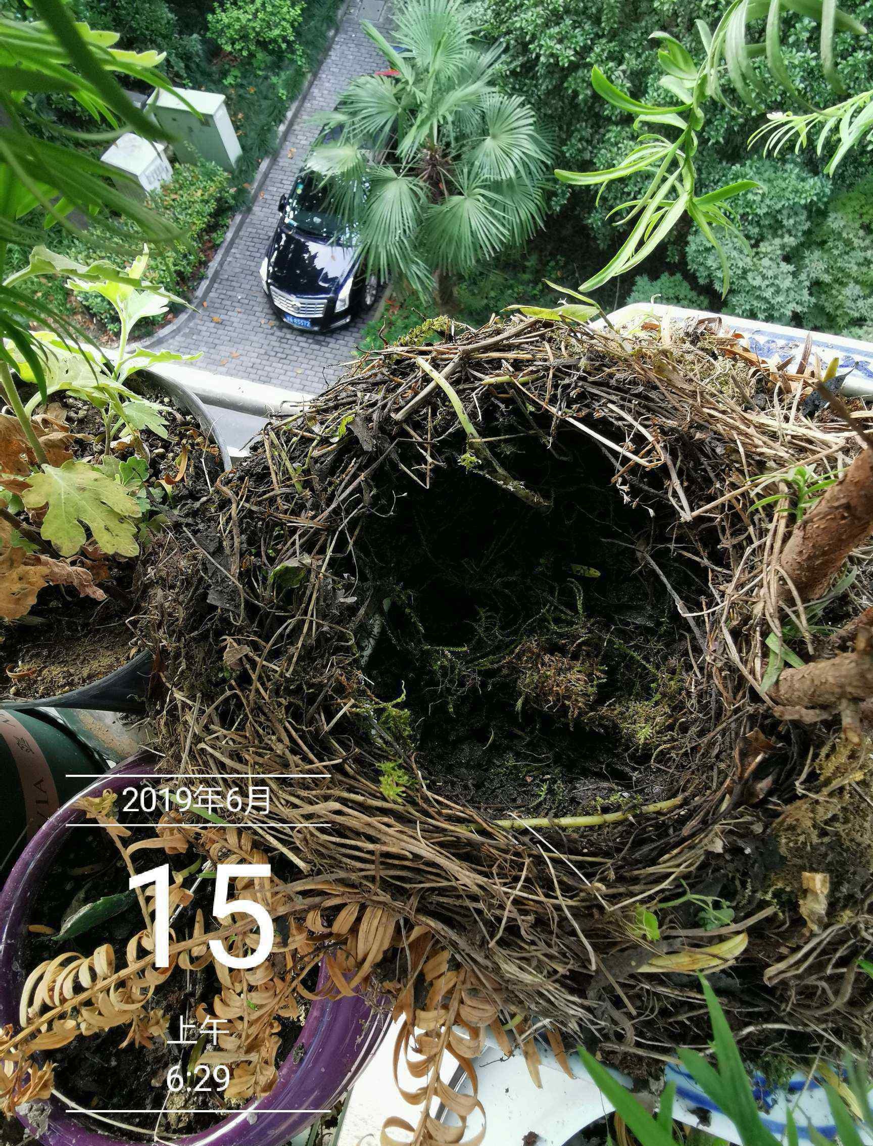 烏鶇鳥 陽臺(tái)上的新住戶——烏鶇鳥