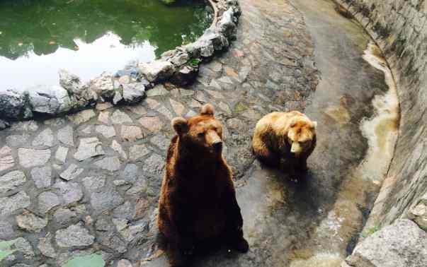 上海動物園地址 2020上海動物園門票地址交通及景區(qū)介紹