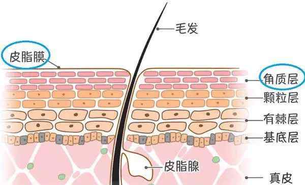 修復(fù)皮膚屏障 如何修復(fù)受損的皮膚屏障