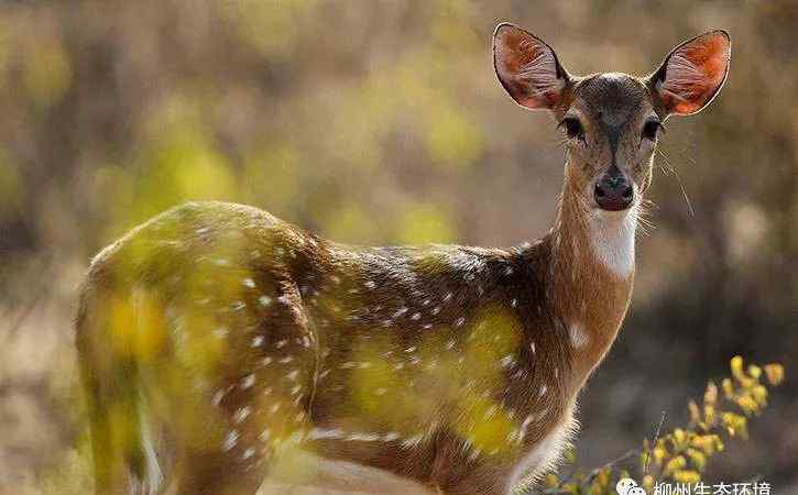 生物多樣性公約 什么是生物多樣性？什么是生物多樣性公約？