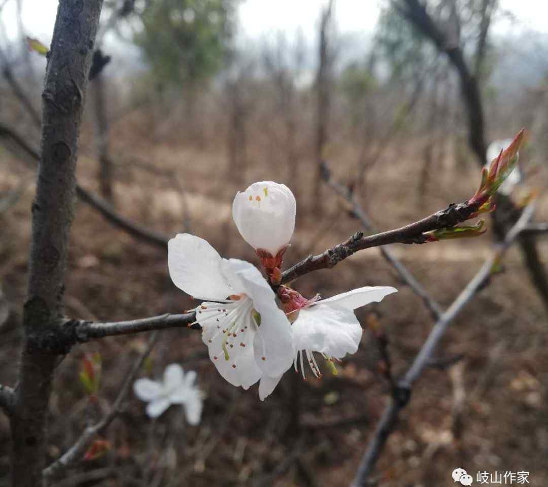 楊亞娟 楊亞娟：三月桃花開