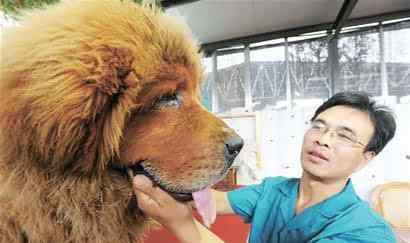 藏獒大帝 一獒戰(zhàn)三狼 二獒敵一虎“東方神犬”藏獒的神話何時可以破