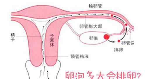 每個月都會排卵嗎 每個月都會有排卵嗎？哪些人會無排卵？