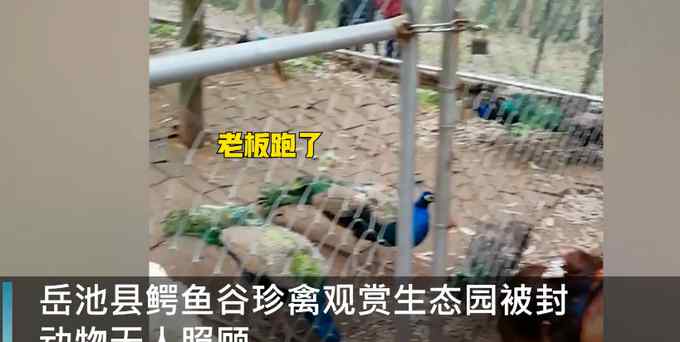 網(wǎng)傳四川一動(dòng)物園因老板欠錢被封 部分動(dòng)物被餓死 網(wǎng)友心疼：好可憐！