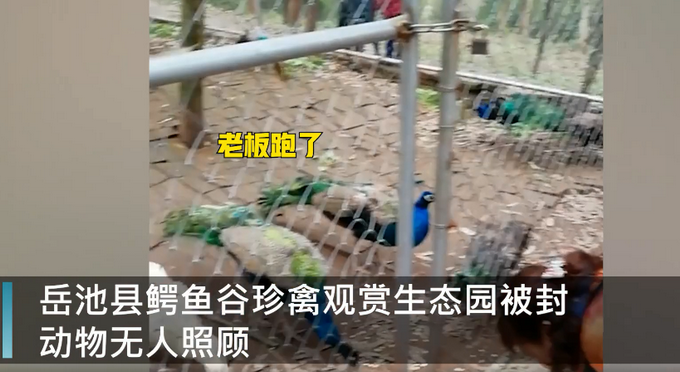 網(wǎng)傳四川一動物園因老板欠錢被封 部分動物被餓死 網(wǎng)友心疼：好可憐！