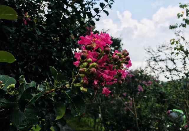 仙湖植物園門票 深圳仙湖植物園在哪里哪個(gè)區(qū)要門票嗎晚上可以進(jìn)去嗎好玩嗎