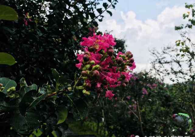 仙湖植物園門票 深圳仙湖植物園在哪里哪個區(qū)要門票嗎晚上可以進去嗎好玩嗎