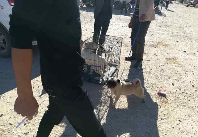 巴哥犬價格 一歲巴哥犬報價900元，顧客嫌年紀(jì)大，商販回答“正值壯年！”