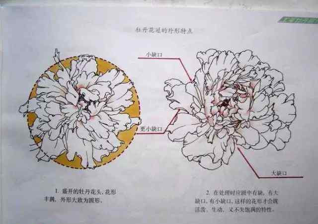 白描牡丹 超詳細(xì)的牡丹白描結(jié)構(gòu)圖