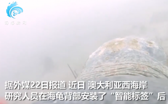 海龜拼命撕咬鯊魚擊退對方 鯊魚狼狽游走 專家：畫面十分罕見