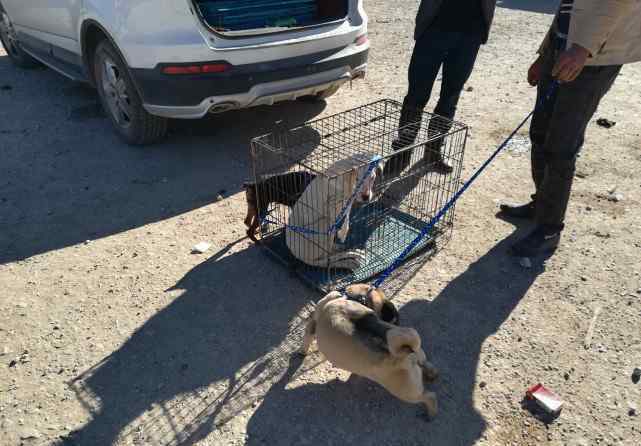 巴哥犬價格 一歲巴哥犬報價900元，顧客嫌年紀(jì)大，商販回答“正值壯年！”