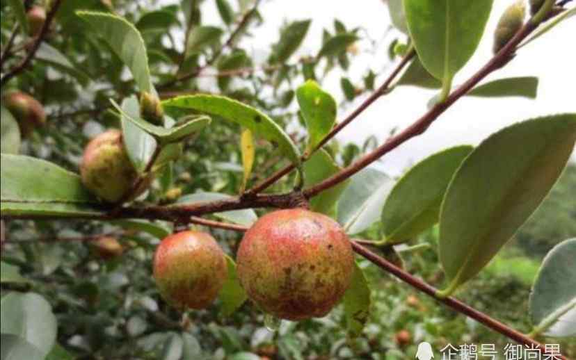 茶油精 為什么茶油時(shí)間久了才會(huì)變白