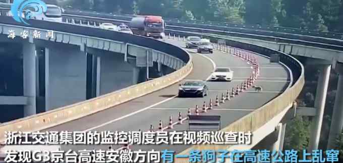 狗子高速公路度假式閑逛 主人得知后不敢相信：不可能 籠子用鐵絲加固過