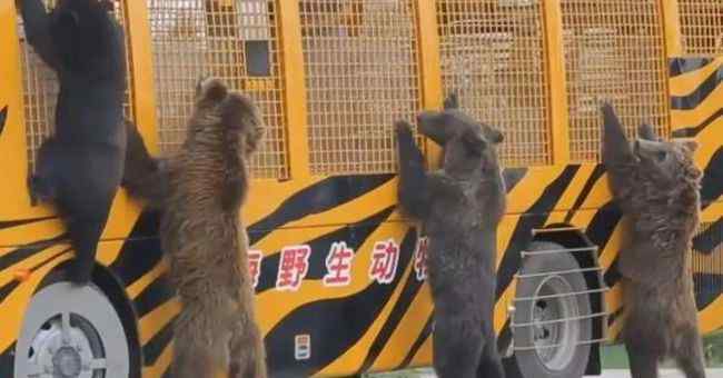 禁果的滋味 上海飼養(yǎng)員被熊攻擊遇難：嘗到了禁果的熊、必殺