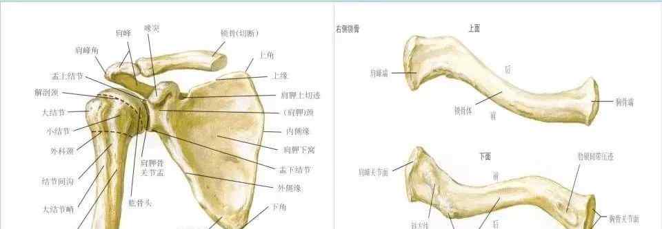 肱骨 收藏丨超全肩關(guān)節(jié)解剖圖解