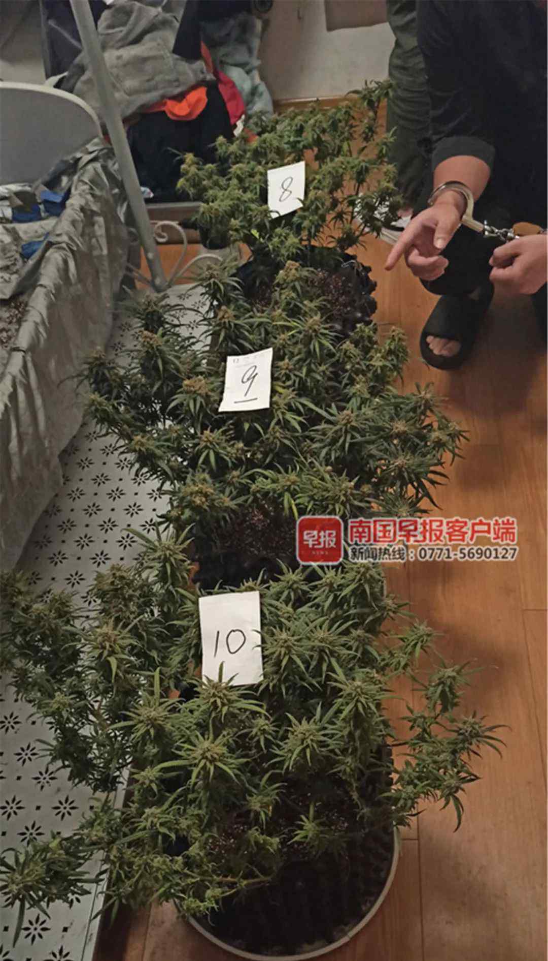 驚呆！南寧兩男子在小區(qū)出租房種大麻 自己吸食不完還販賣......