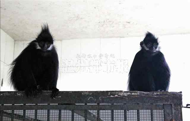 黑葉猴 動(dòng)物園給2只雌黑葉猴招親 廣西雄猴應(yīng)召組“家庭”