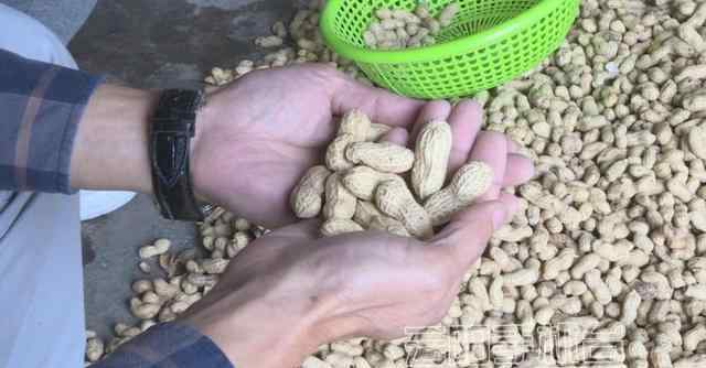 富硒黑花生 云陽(yáng)渠馬鎮(zhèn)兩千余畝“富硒”黑花生銷量火爆