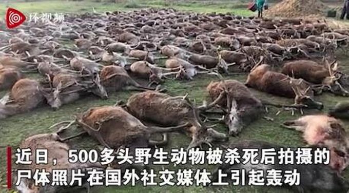 觸目驚心！西班牙一伙獵人殺死540只動(dòng)物后拍照炫耀 現(xiàn)場(chǎng)畫面曝光......