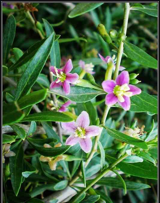 枸杞蜂蜜 喝枸杞蜂蜜的六大好處和禁忌