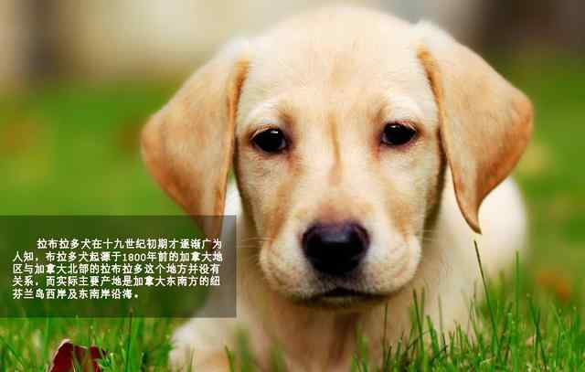 拉布拉多犬性格 萌勿舔屏：最忠實(shí)伙伴拉布拉多