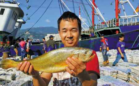 野生大黃魚 寧波再現(xiàn)5斤野生大黃魚 至少能賣到1萬元以上