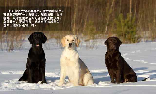 拉布拉多犬性格 萌勿舔屏：最忠實(shí)伙伴拉布拉多