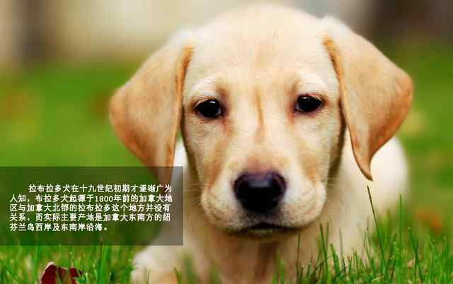 拉布拉多犬性格 萌勿舔屏：最忠實(shí)伙伴拉布拉多