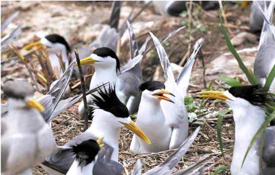 燕鷗 全世界只有50只的中華鳳頭燕鷗 浙江一下子多了13只