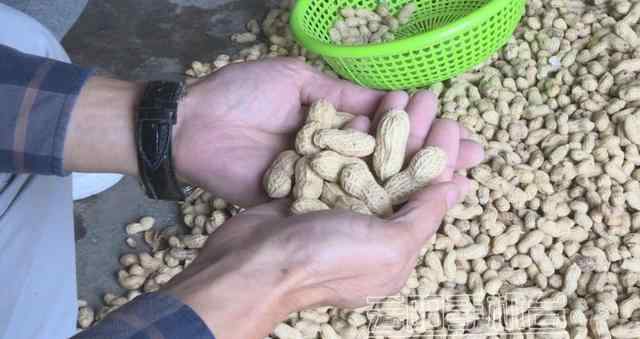 富硒黑花生 云陽渠馬鎮(zhèn)兩千余畝“富硒”黑花生銷量火爆