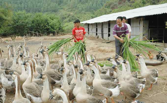 在家養(yǎng)殖賺錢(qián) 在家養(yǎng)殖什么最賺錢(qián)？看看10個(gè)賺錢(qián)的養(yǎng)殖項(xiàng)目