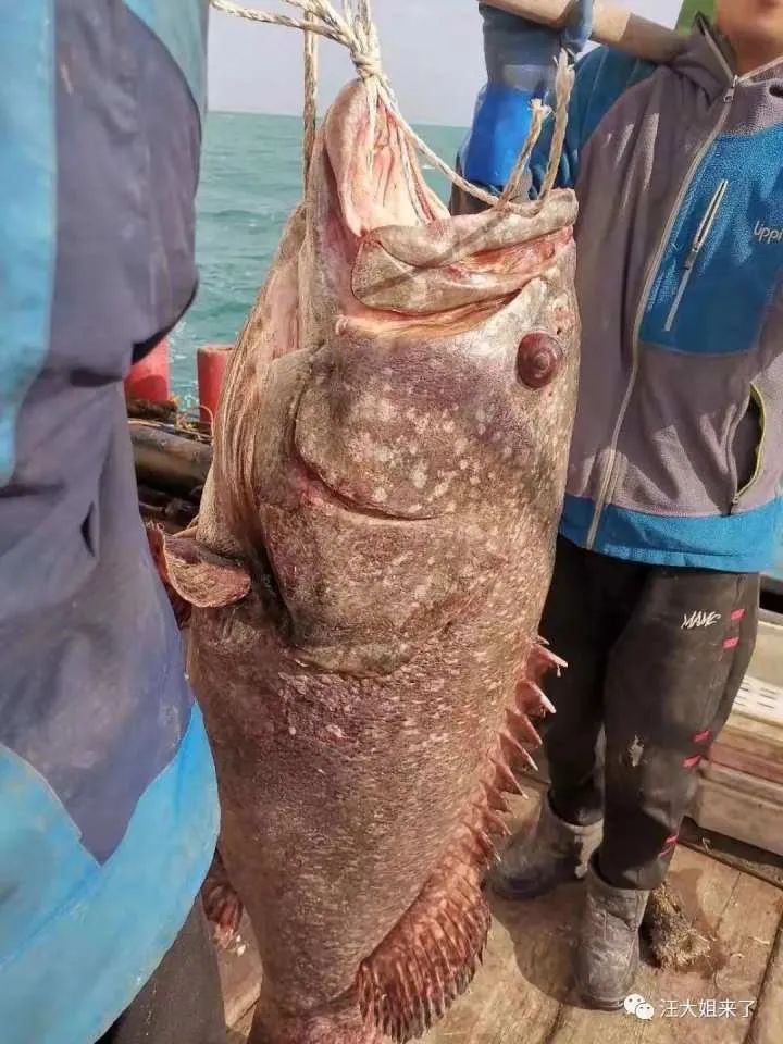 比小孩都高！舟山漁民捕獲96斤超大野生石斑魚 船員驚呼