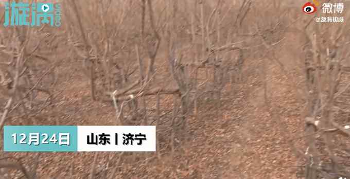 厲害！山東小伙用8年種出天然椅子 每把都獨(dú)一無二 網(wǎng)友看法不一