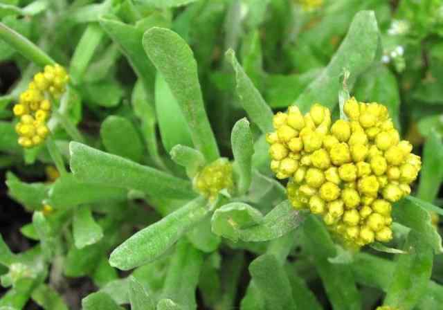 鼠耳草 這野草老農(nóng)叫它鼠耳草，價(jià)值寶貴得重視，不僅能吃還是一味良藥