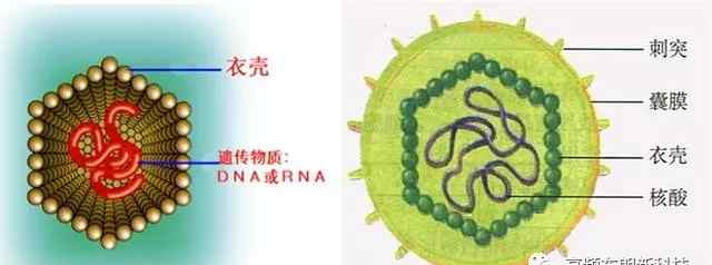 病毒細(xì)菌區(qū)別 細(xì)菌與病毒有什么區(qū)別，致病原理是什么？