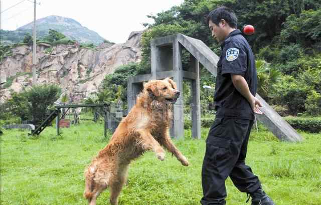 緝毒犬 揭秘“警犬界福爾摩斯” 緝毒犬是真正的單身狗