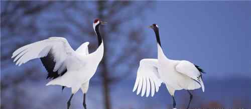 印度的國(guó)鳥是什么 芬蘭國(guó)鳥是天鵝，埃及的是雕，中國(guó)的國(guó)鳥是什么？為何不是丹頂鶴